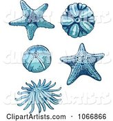 Starfish and Sea Urchins