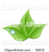 Stock Logo of Three Green Leaves and Blue Drops of Dew Above a Space for a Company Name and Information