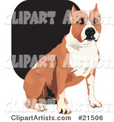 Tan and White American Staffordshire Terrier Dog Sitting and Looking Forward