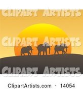 Three African Elephants in a Line Silhouetted While Passing on a Hill in Front of the Orange Sun at Dusk