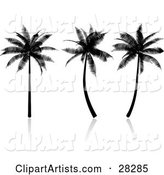 Three Tropical Palm Trees Silhouetted in Black, on a Reflective White Surface