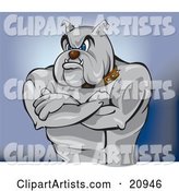 Tough Bulldog Bouncer or Guard Standing with His Muscular Arms Crossed