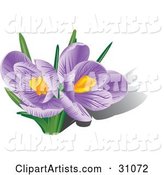 Two Blooming Purple Crocus Flowers with Orange Stamens