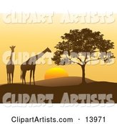 Two Giraffes and a Tree in Silhouette at Sunset in Africa