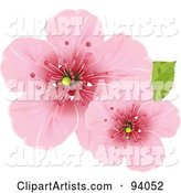 Two Pink Cherry Blossom Flowers with a Green Leaf