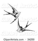 Two Swallows Flying Together