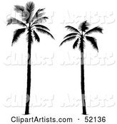 Two Tall Palm Tree Silhouettes