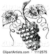 Vintage Black and White Grapes on the Vine