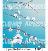 White Cherry Blossoms and Buds on Tree Branches in Spring
